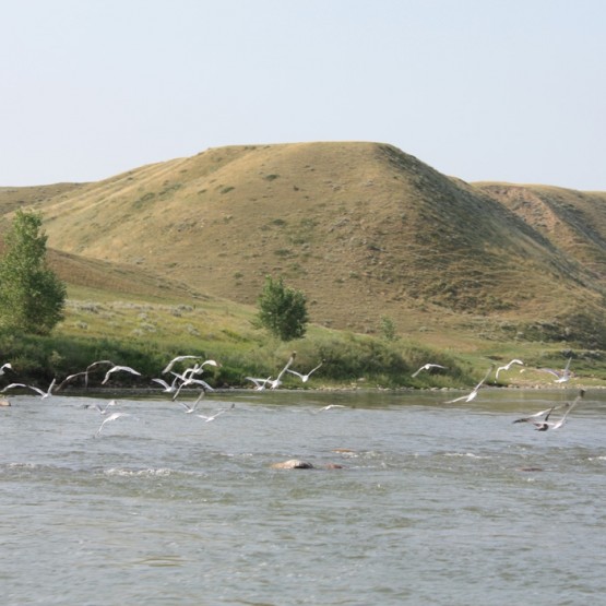 South Saskatchewan River – West Gallery Image