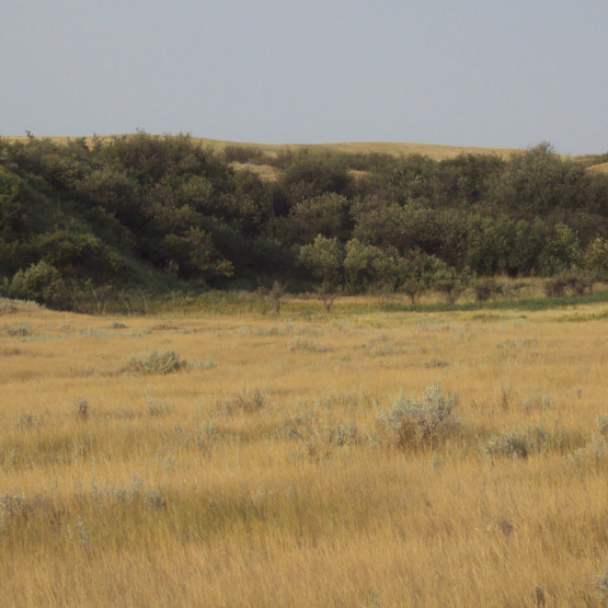 Ecosystems Gallery Image