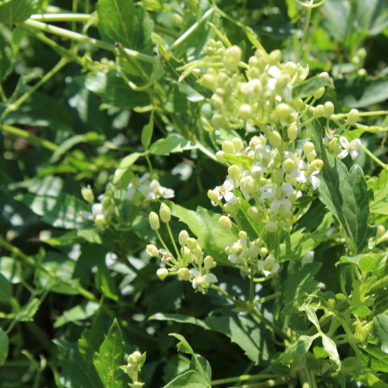 Saratoga Park Site Gallery Image