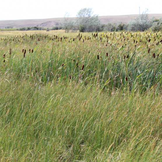 Ecosystems Gallery Image
