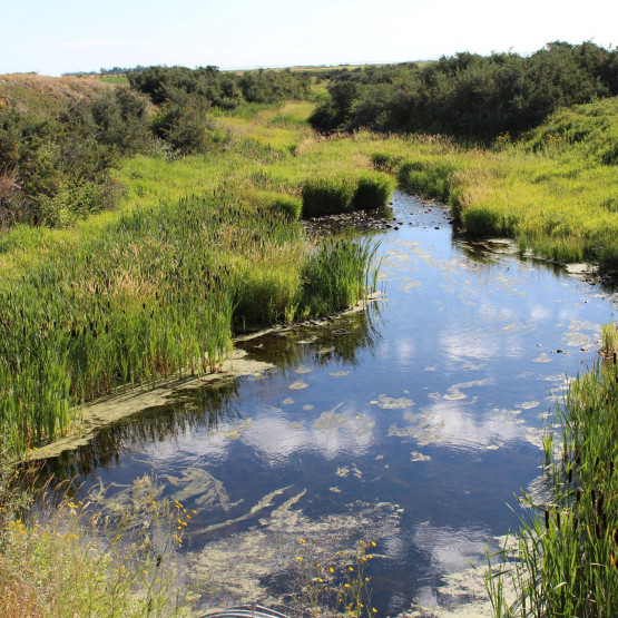 Ecosystems Gallery Image