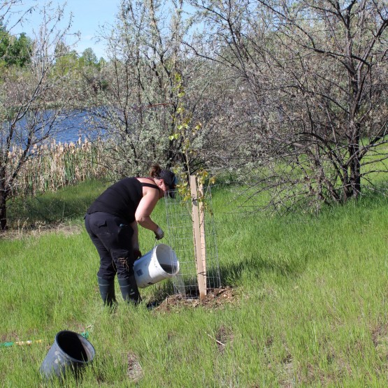 Keely Gilham, a master's candidate working with SEAWA, watering a young cottonwood tree