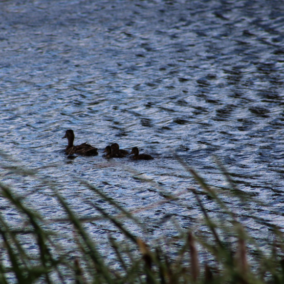Connaught Pond Site Gallery Image