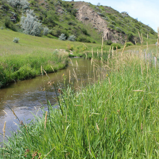 Ecosystems Gallery Image