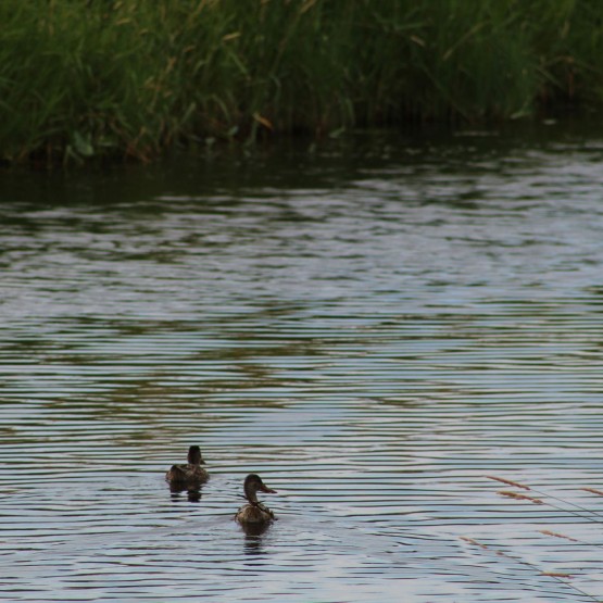 Yeast Site Gallery Image
