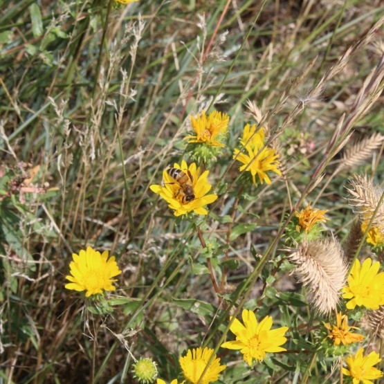 Yeast Site Gallery Image