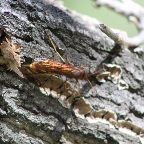 Saratoga Park Site Gallery Image