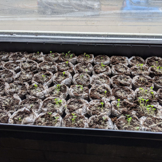 Native Plant Propagation Gallery Image