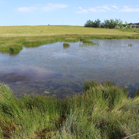 Ecosystems Gallery Image