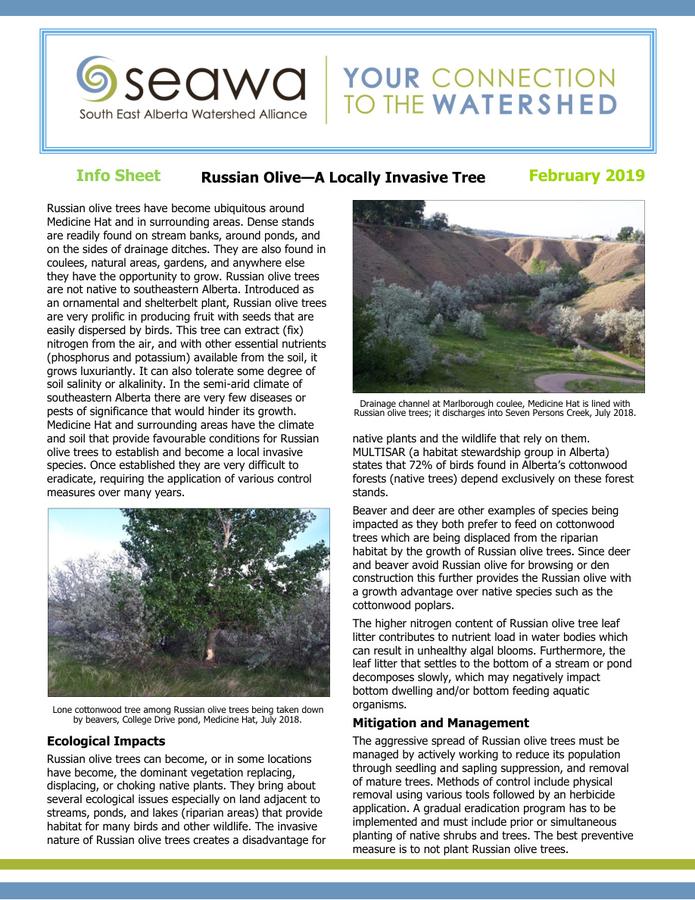 Russian Olive Info Sheet Draft Final Final