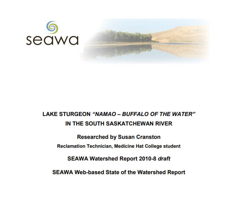 Lake Sturgeon in South Sask. River